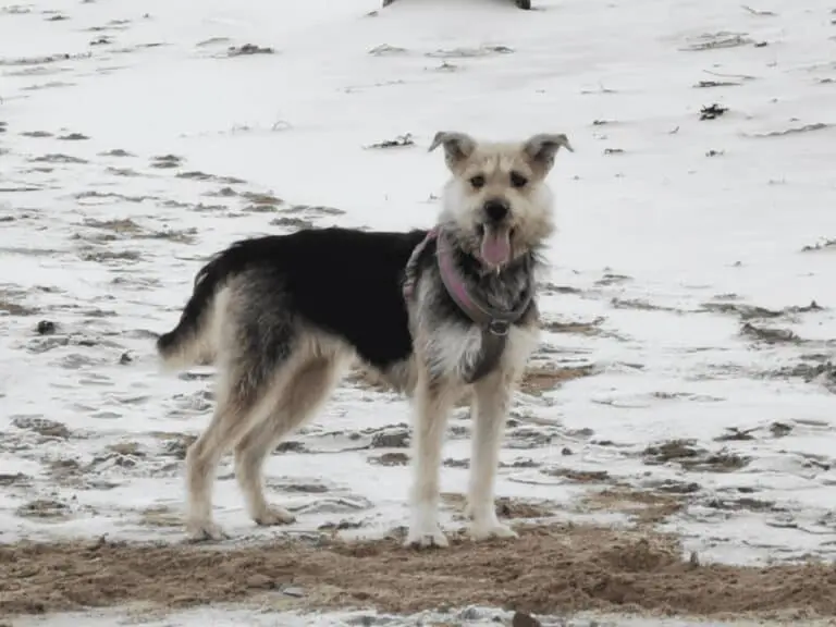 A photo of Paws2Rescue foster dog Fluffy playing in the snow