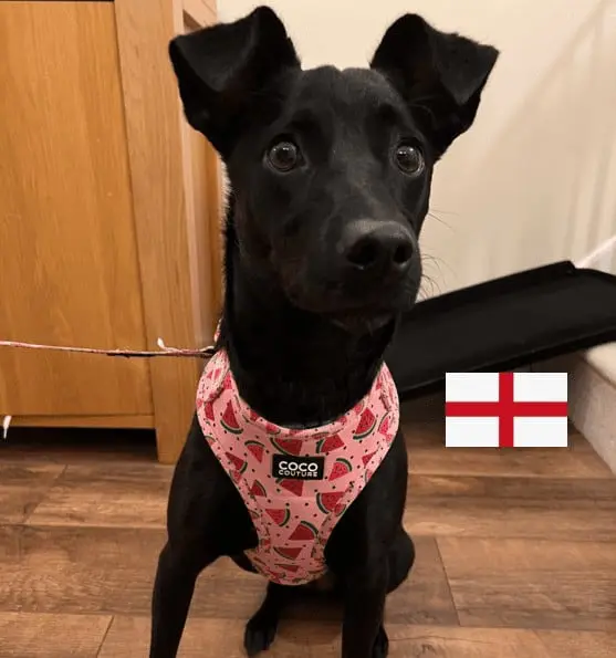 A photo of Paws2Rescue special foster dog Cali