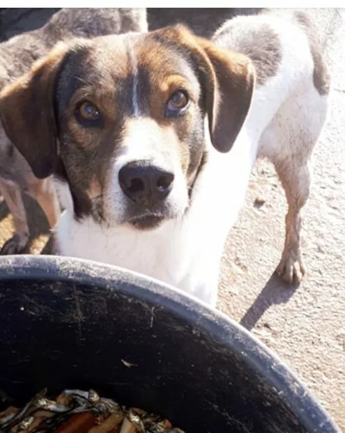 A photo of Paws2Rescue sponsor dog Jack looking straight into the camera while enjoying the sunshine outdoors