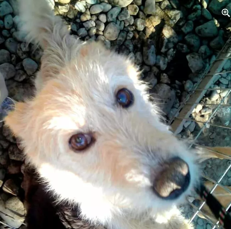 A close up photo of Paws2Rescue sponsor dog Teddy looking straight into the camera