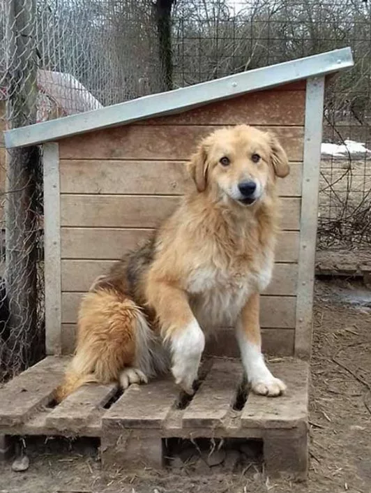A photo of beautiful Paws2Rescue sponsor dog Rina sat outside on a wooden deck