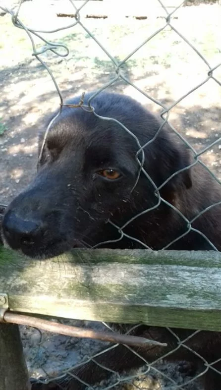 A photo of Paws2Rescue sponsor dog Rex poking his nose through a chainlink fence