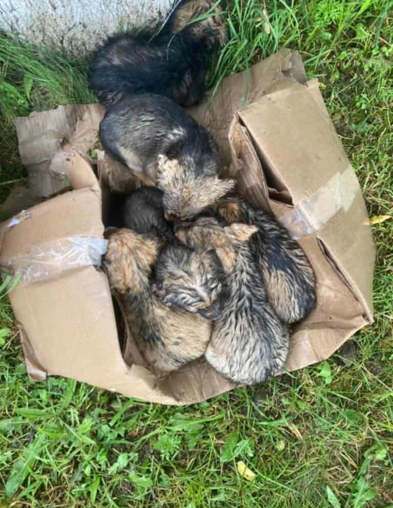 A box of abandoned new born puppies