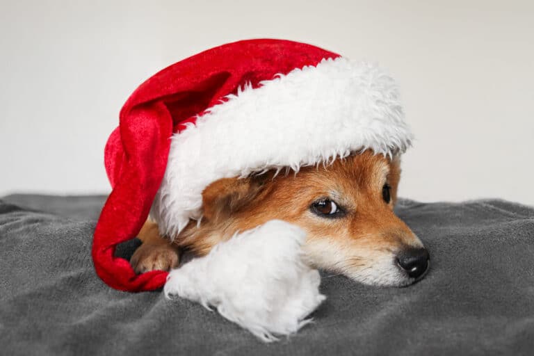 A shiba inu dog wearing a santa hat.