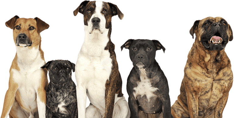A group of mixed breed dogs looking straight at the camera