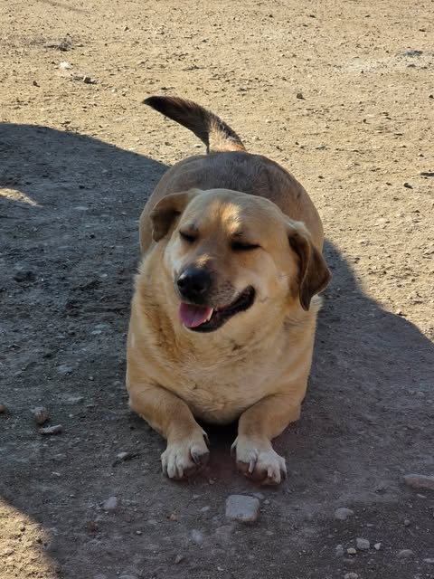 Ben, a 5 years old male Crossbreed available for adoption from Paws2Rescue in Romania