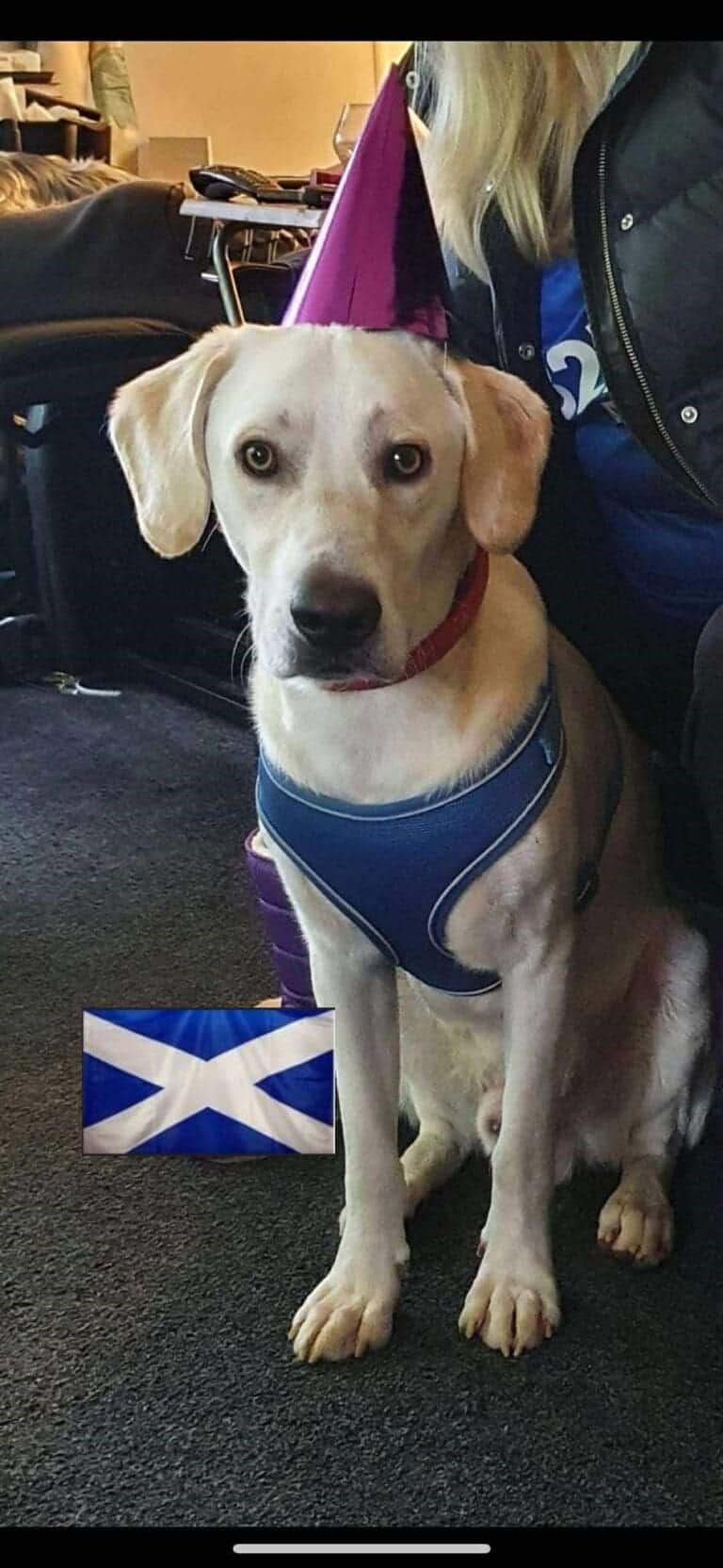 Walter, a 4 years old male Crossbreed available for adoption from Paws2Rescue in Scotland