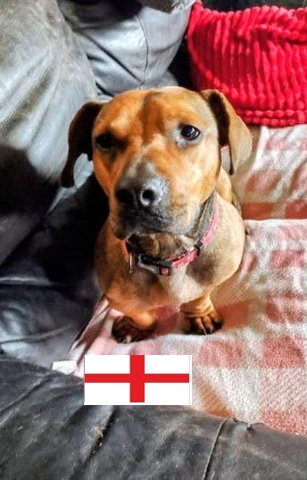 Noodle, a 1 year old male Crossbreed available for adoption from Paws2Rescue in Southampton, Hampshire