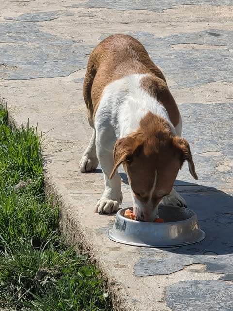 Cora, a 3 years old female Crossbreed available for adoption from Paws2Rescue in Romania