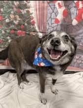 Dog with festive bandana, smiling and happy, in a rescue setting.
