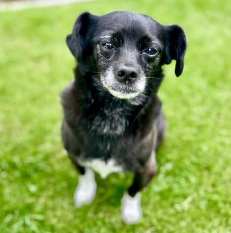 Adopt a senior dog from Paws2Rescue and give them a loving forever home. Perfect for those seeking a.