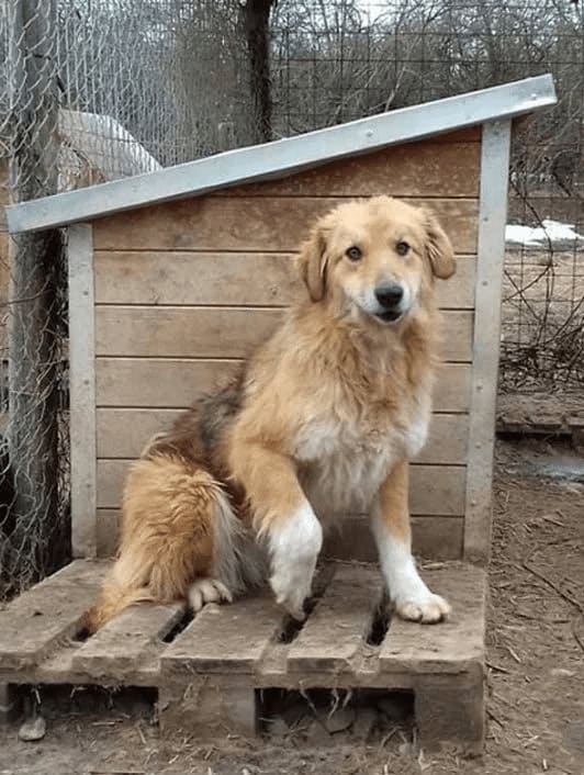 Adorable rescue dog sitting outside a wooden dog house at Paws2Rescue.