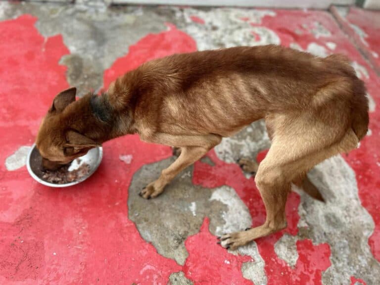 Dog eating from a bowl on a red and grey concrete floor.