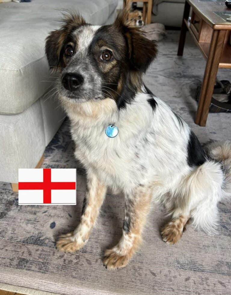 Reggie, a Unknown old male Crossbreed available for adoption from Paws2Rescue in Berkshire