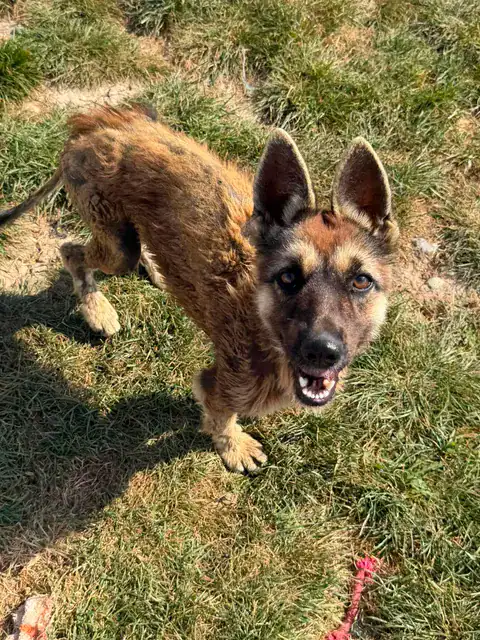 Dani, a 1 year old female Crossbreed available for adoption from Paws2Rescue in Romania