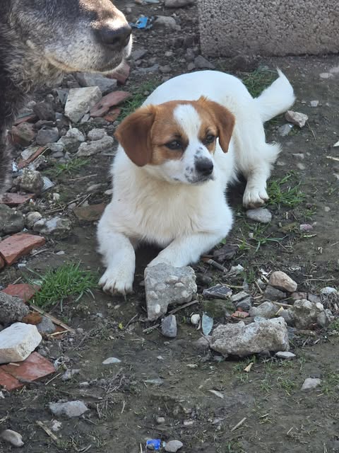 Dougal, a 10 months old male Crossbreed available for adoption from Paws2Rescue in Romania