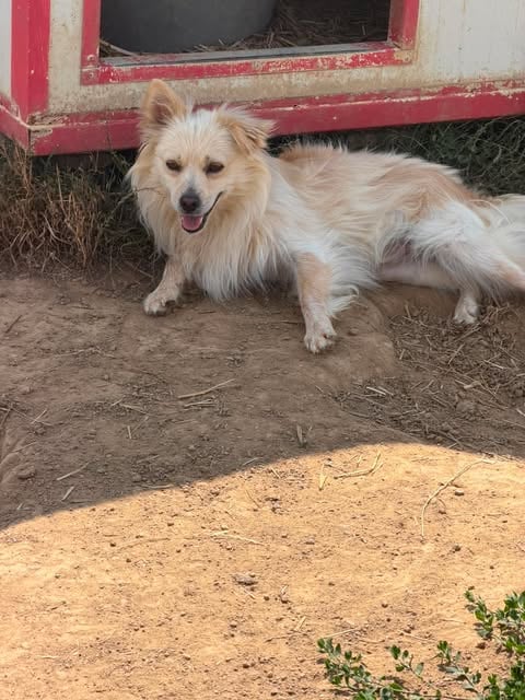 Mario, a 3 years old male Crossbreed available for adoption from Paws2Rescue in Romania