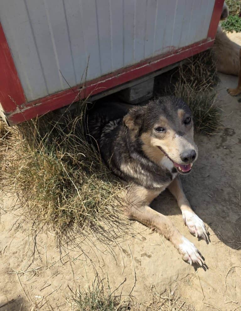 Cassie, a 5 years old female Crossbreed available for adoption from Paws2Rescue in Romania