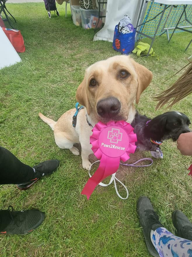 Paws2Rescue Quarterly Newsletter April - June 2023